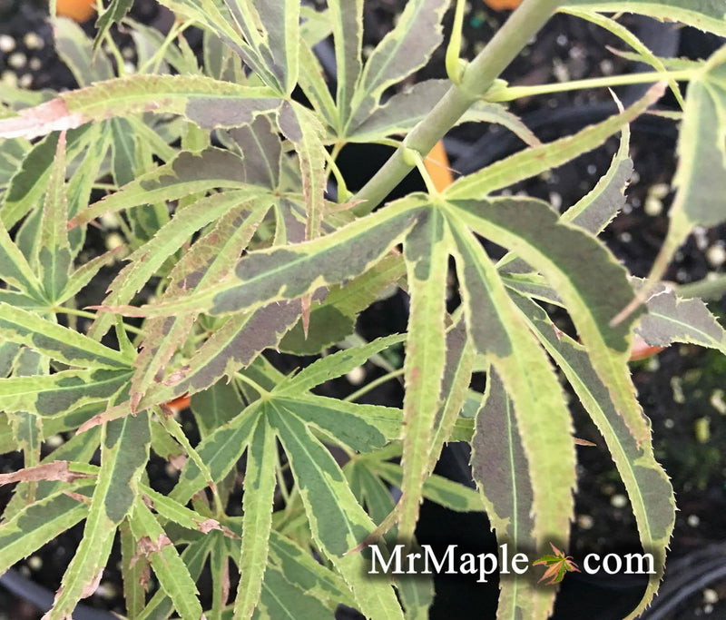 - FOR PICK UP ONLY | Acer palmatum 'Manyo no sato' Japanese Maple | DOES NOT SHIP - Mr Maple │ Buy Japanese Maple Trees