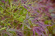 - FOR PICK UP ONLY | Acer palmatum 'Manyo no sato' Japanese Maple | DOES NOT SHIP - Mr Maple │ Buy Japanese Maple Trees