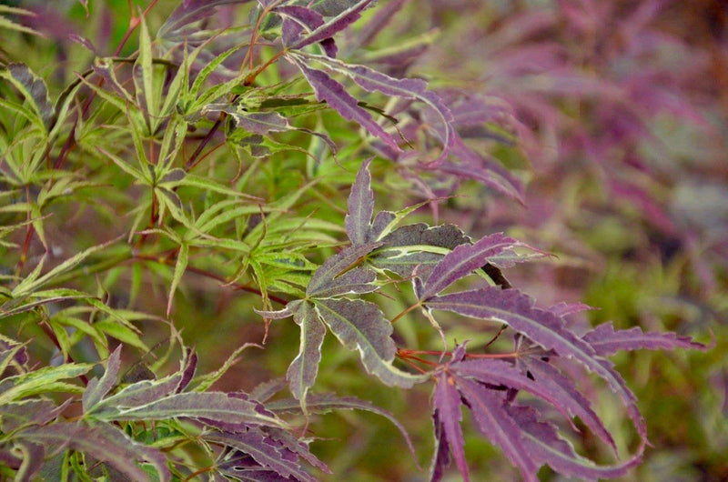 - FOR PICK UP ONLY | Acer palmatum 'Manyo no sato' Japanese Maple | DOES NOT SHIP - Mr Maple │ Buy Japanese Maple Trees