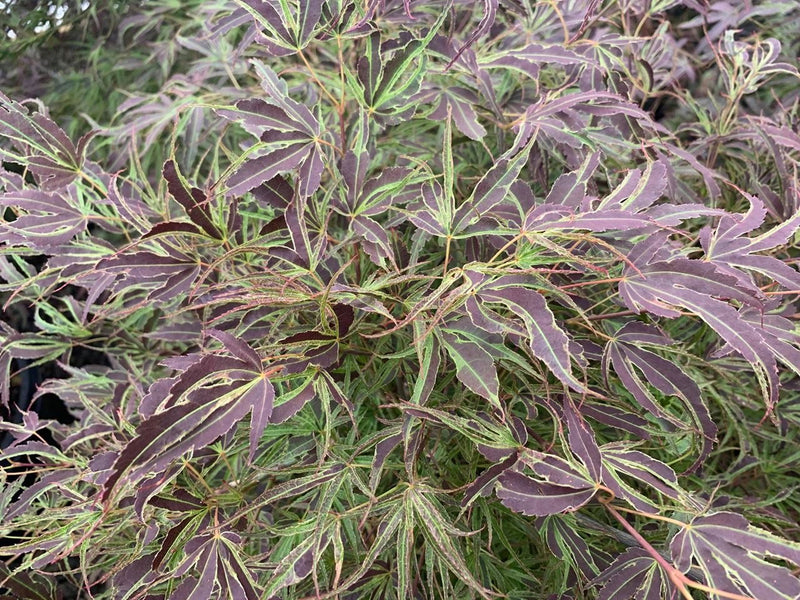 - FOR PICK UP ONLY | Acer palmatum 'Manyo no sato' Japanese Maple | DOES NOT SHIP - Mr Maple │ Buy Japanese Maple Trees