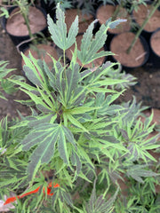 - FOR PICK UP ONLY | Acer palmatum 'Manyo no sato' Japanese Maple | DOES NOT SHIP - Mr Maple │ Buy Japanese Maple Trees