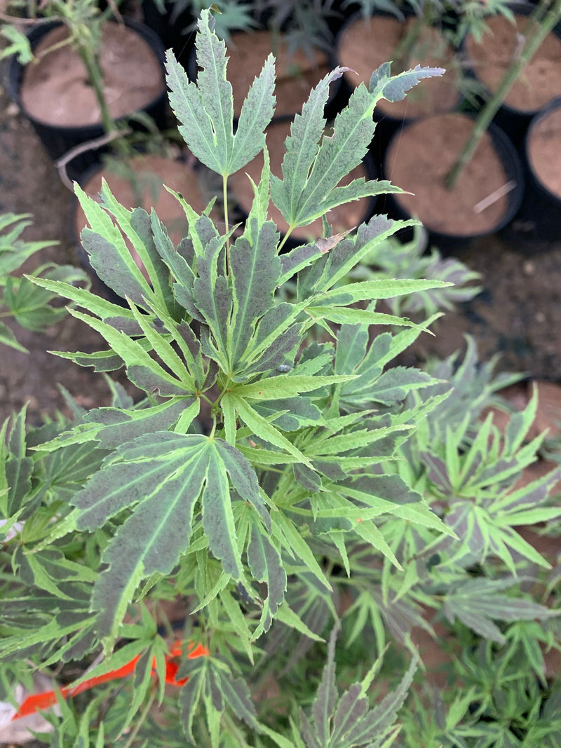 - FOR PICK UP ONLY | Acer palmatum 'Manyo no sato' Japanese Maple | DOES NOT SHIP - Mr Maple │ Buy Japanese Maple Trees