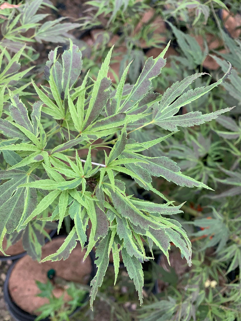 - FOR PICK UP ONLY | Acer palmatum 'Manyo no sato' Japanese Maple | DOES NOT SHIP - Mr Maple │ Buy Japanese Maple Trees