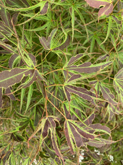- FOR PICK UP ONLY | Acer palmatum 'Manyo no sato' Japanese Maple | DOES NOT SHIP - Mr Maple │ Buy Japanese Maple Trees
