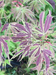 - FOR PICK UP ONLY | Acer palmatum 'Manyo no sato' Japanese Maple | DOES NOT SHIP - Mr Maple │ Buy Japanese Maple Trees