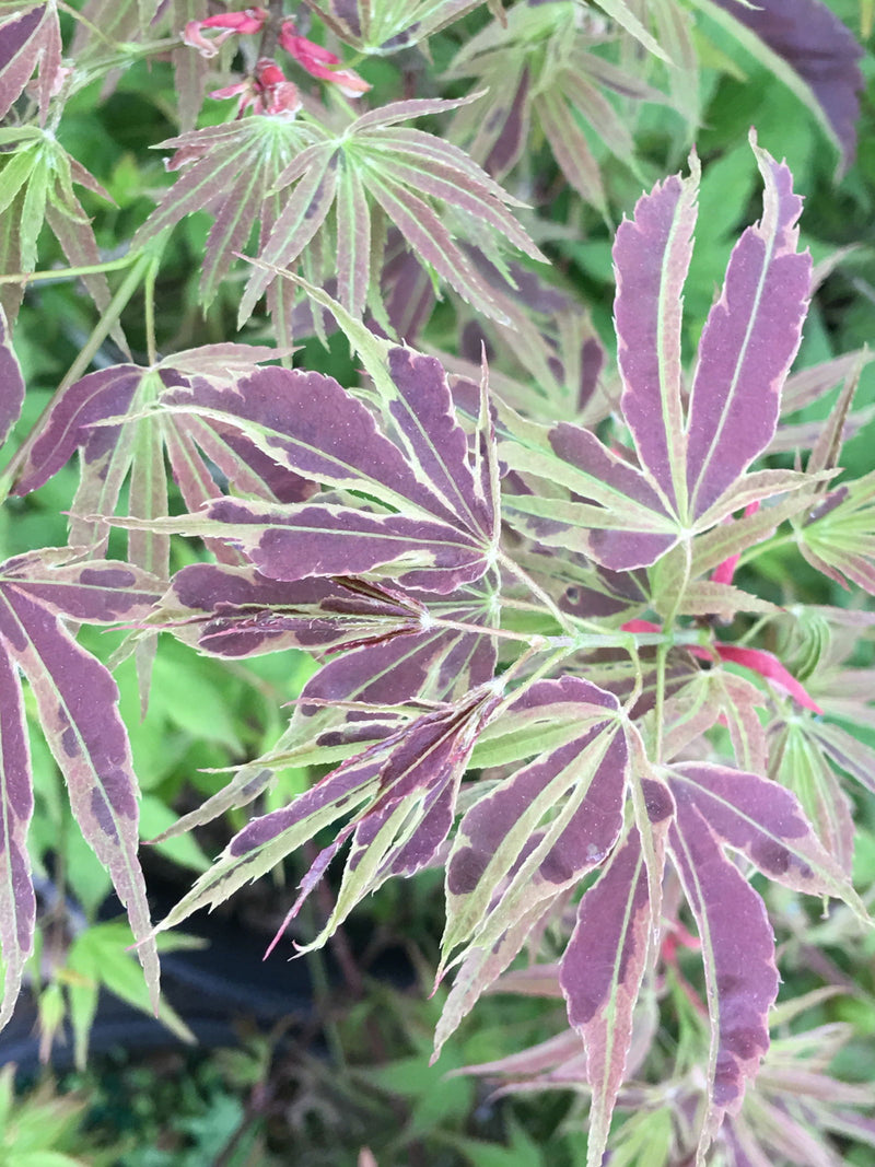- FOR PICK UP ONLY | Acer palmatum 'Manyo no sato' Japanese Maple | DOES NOT SHIP - Mr Maple │ Buy Japanese Maple Trees