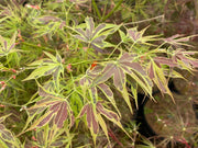 - FOR PICK UP ONLY | Acer palmatum 'Manyo no sato' Japanese Maple | DOES NOT SHIP - Mr Maple │ Buy Japanese Maple Trees