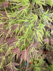 - FOR PICK UP ONLY | Acer palmatum 'Manyo no sato' Japanese Maple | DOES NOT SHIP - Mr Maple │ Buy Japanese Maple Trees