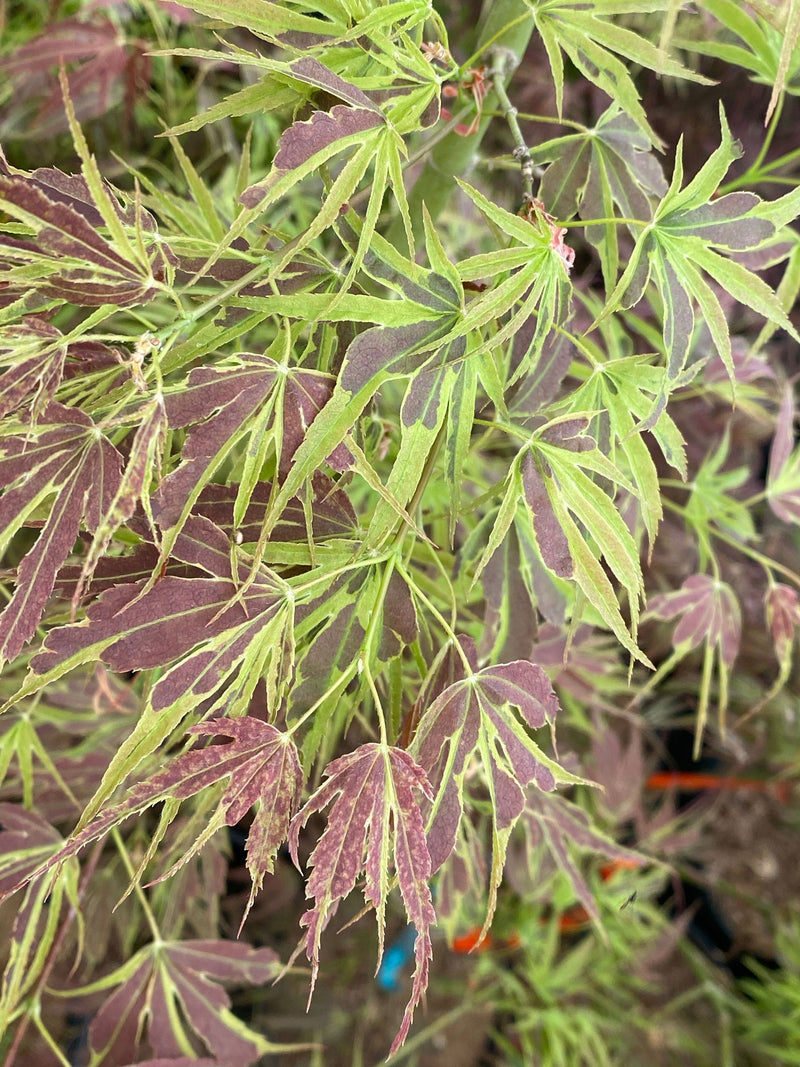- FOR PICK UP ONLY | Acer palmatum 'Manyo no sato' Japanese Maple | DOES NOT SHIP - Mr Maple │ Buy Japanese Maple Trees