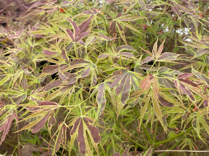 - FOR PICK UP ONLY | Acer palmatum 'Manyo no sato' Japanese Maple | DOES NOT SHIP - Mr Maple │ Buy Japanese Maple Trees