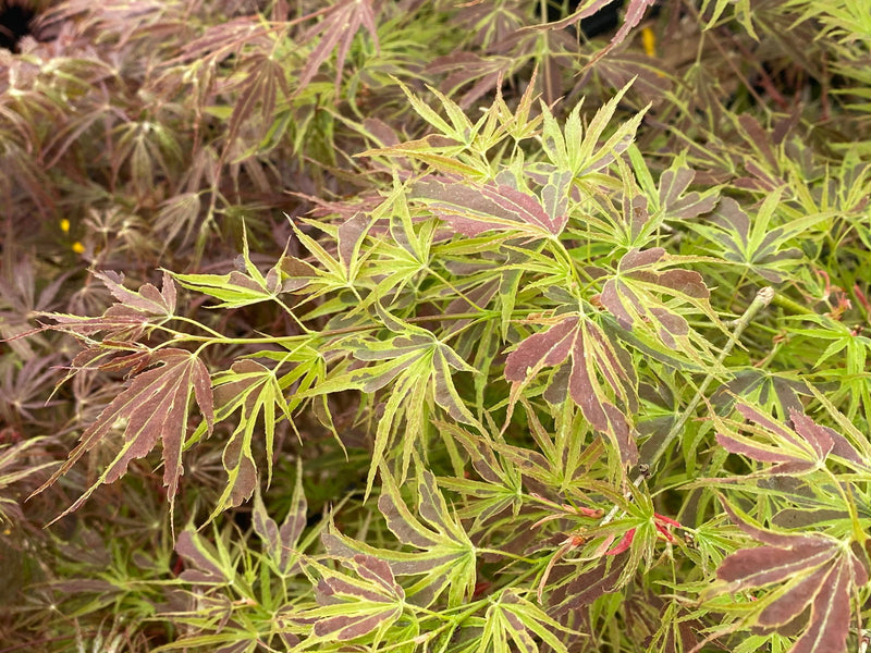 - FOR PICK UP ONLY | Acer palmatum 'Manyo no sato' Japanese Maple | DOES NOT SHIP - Mr Maple │ Buy Japanese Maple Trees