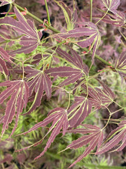 - FOR PICK UP ONLY | Acer palmatum 'Manyo no sato' Japanese Maple | DOES NOT SHIP - Mr Maple │ Buy Japanese Maple Trees