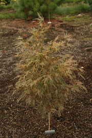 - FOR PICK UP ONLY | Acer palmatum 'Manyo no sato' Japanese Maple | DOES NOT SHIP - Mr Maple │ Buy Japanese Maple Trees