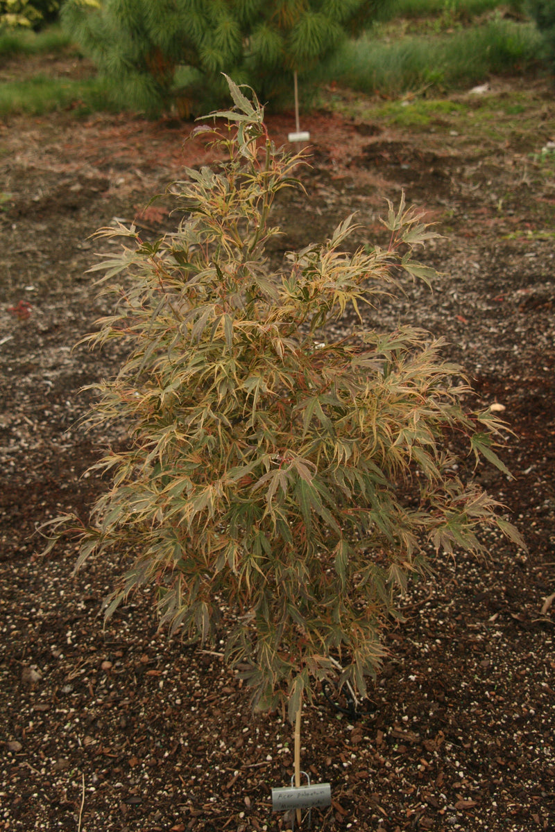 - FOR PICK UP ONLY | Acer palmatum 'Manyo no sato' Japanese Maple | DOES NOT SHIP - Mr Maple │ Buy Japanese Maple Trees