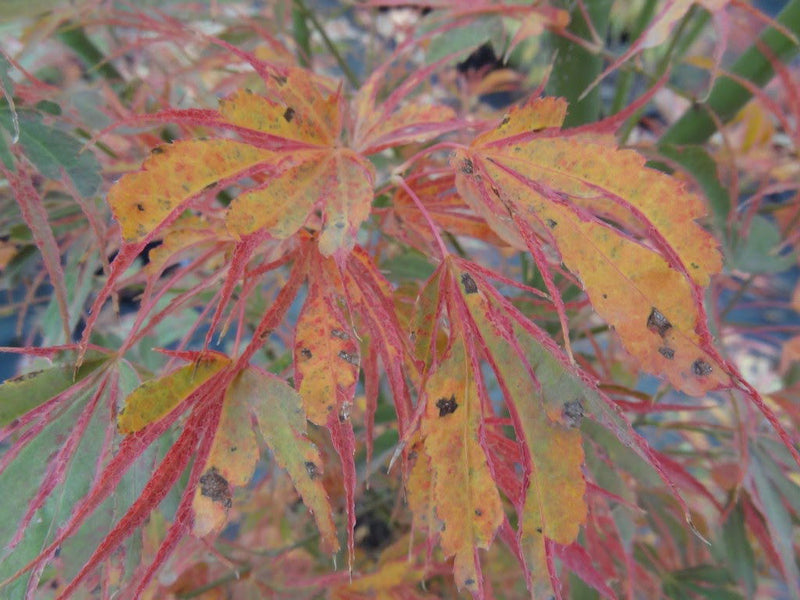 - FOR PICK UP ONLY | Acer palmatum 'Manyo no sato' Japanese Maple | DOES NOT SHIP - Mr Maple │ Buy Japanese Maple Trees