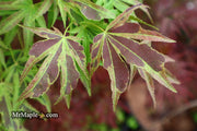 - FOR PICK UP ONLY | Acer palmatum 'Manyo no sato' Japanese Maple | DOES NOT SHIP - Mr Maple │ Buy Japanese Maple Trees