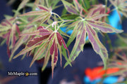 - FOR PICK UP ONLY | Acer palmatum 'Manyo no sato' Japanese Maple | DOES NOT SHIP - Mr Maple │ Buy Japanese Maple Trees
