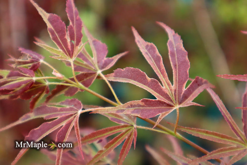 - FOR PICK UP ONLY | Acer palmatum 'Manyo no sato' Japanese Maple | DOES NOT SHIP - Mr Maple │ Buy Japanese Maple Trees