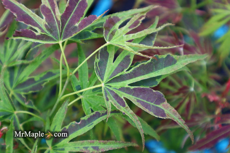 - FOR PICK UP ONLY | Acer palmatum 'Manyo no sato' Japanese Maple | DOES NOT SHIP - Mr Maple │ Buy Japanese Maple Trees