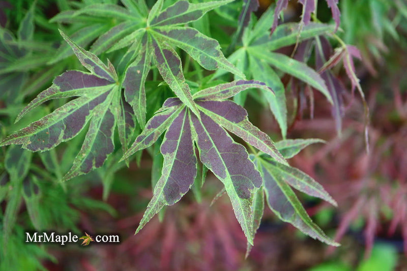 - FOR PICK UP ONLY | Acer palmatum 'Manyo no sato' Japanese Maple | DOES NOT SHIP - Mr Maple │ Buy Japanese Maple Trees