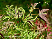 - FOR PICK UP ONLY | Acer palmatum 'Manyo no sato' Japanese Maple | DOES NOT SHIP - Mr Maple │ Buy Japanese Maple Trees