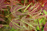 - FOR PICK UP ONLY | Acer palmatum 'Manyo no sato' Japanese Maple | DOES NOT SHIP - Mr Maple │ Buy Japanese Maple Trees
