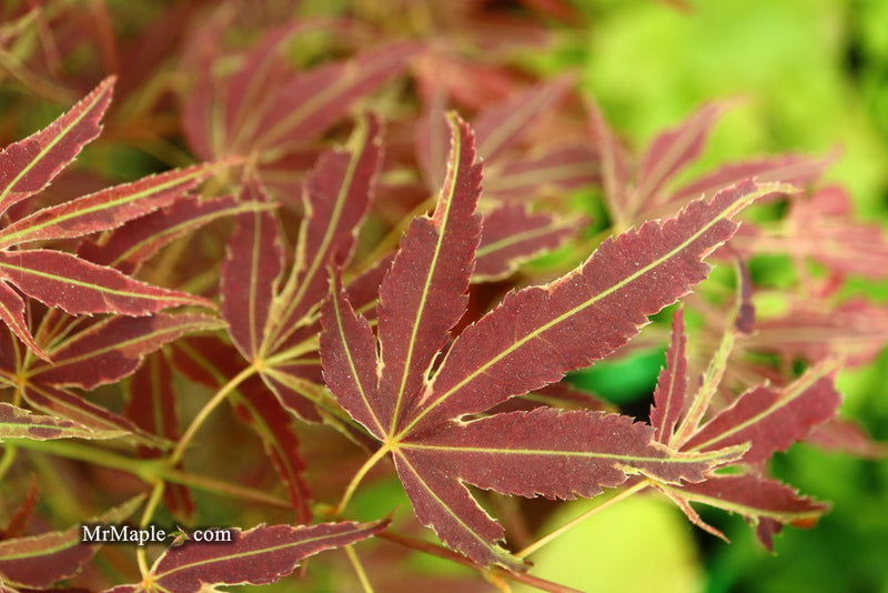 - FOR PICK UP ONLY | Acer palmatum 'Manyo no sato' Japanese Maple | DOES NOT SHIP - Mr Maple │ Buy Japanese Maple Trees