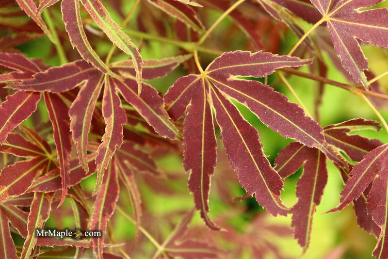 - FOR PICK UP ONLY | Acer palmatum 'Manyo no sato' Japanese Maple | DOES NOT SHIP - Mr Maple │ Buy Japanese Maple Trees