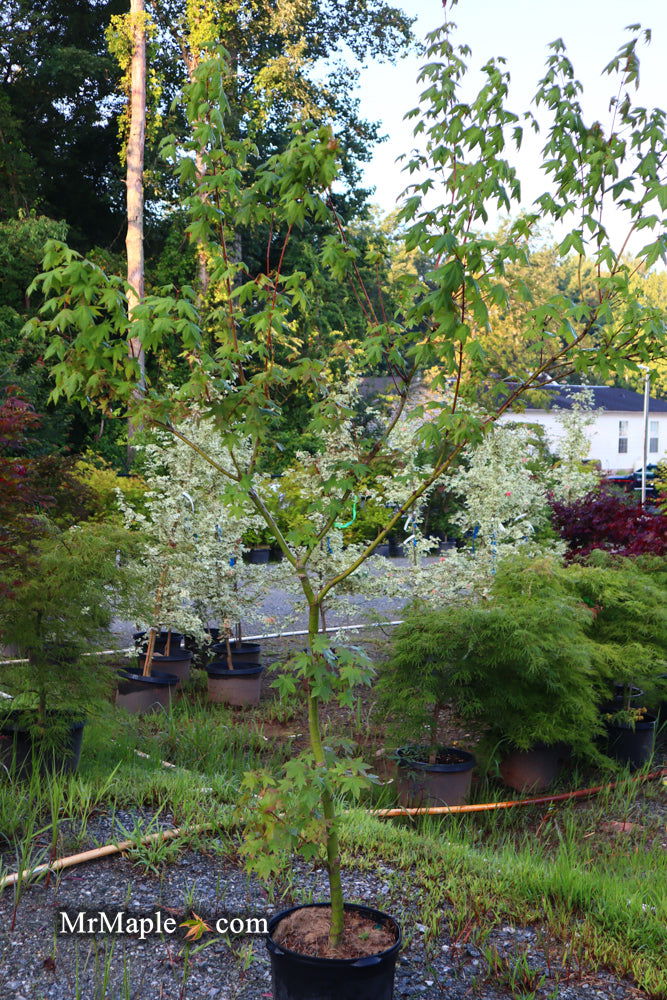 - FOR PICK UP ONLY | Acer palmatum 'Mean Green' Japanese Maple | DOES NOT SHIP - Mr Maple │ Buy Japanese Maple Trees