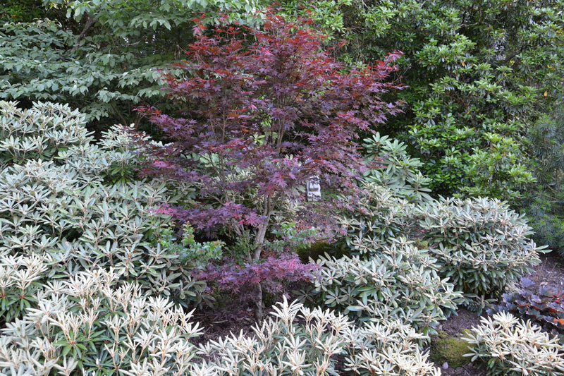 - FOR PICK UP ONLY | Acer palmatum 'Moonfire' Japanese Maple | DOES NOT SHIP - Mr Maple │ Buy Japanese Maple Trees