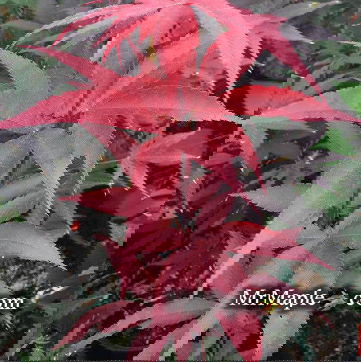 - FOR PICK UP ONLY | Acer palmatum 'Moonfire' Japanese Maple | DOES NOT SHIP - Mr Maple │ Buy Japanese Maple Trees