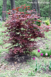 - FOR PICK UP ONLY | Acer palmatum 'Moonfire' Japanese Maple | DOES NOT SHIP - Mr Maple │ Buy Japanese Maple Trees