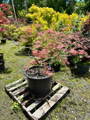 - FOR PICK UP ONLY | Acer palmatum 'Nancy’s Legacy’ Toyama Japanese Maple | DOES NOT SHIP - Mr Maple │ Buy Japanese Maple Trees