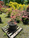 - FOR PICK UP ONLY | Acer palmatum 'Nancy’s Legacy’ Toyama Japanese Maple | DOES NOT SHIP - Mr Maple │ Buy Japanese Maple Trees