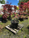 - FOR PICK UP ONLY | Acer palmatum 'Nancy’s Legacy’ Toyama Japanese Maple | DOES NOT SHIP - Mr Maple │ Buy Japanese Maple Trees