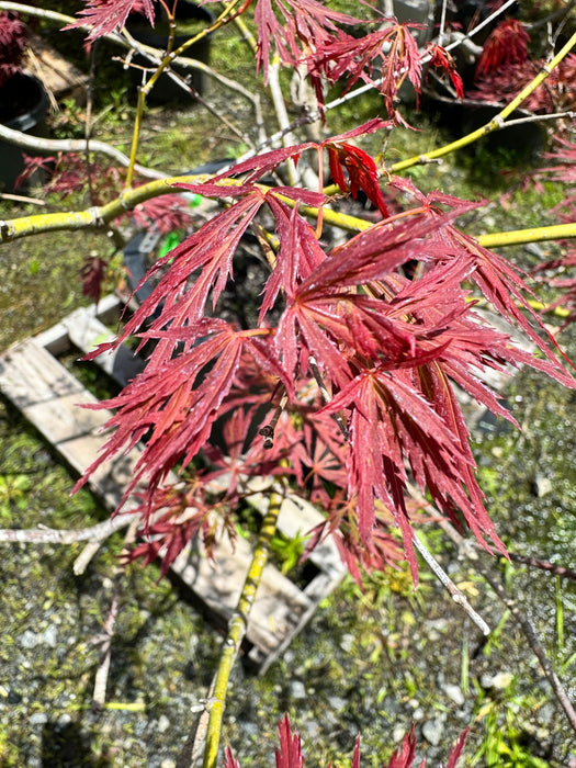 - FOR PICK UP ONLY | Acer palmatum 'Nancy’s Legacy’ Toyama Japanese Maple | DOES NOT SHIP - Mr Maple │ Buy Japanese Maple Trees