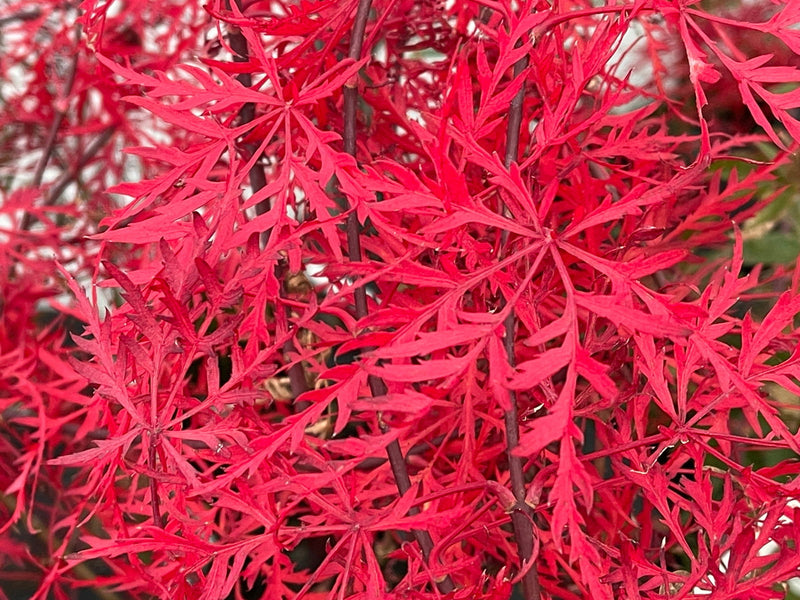 - FOR PICK UP ONLY | Acer palmatum 'Nancy’s Legacy’ Toyama Japanese Maple | DOES NOT SHIP - Mr Maple │ Buy Japanese Maple Trees