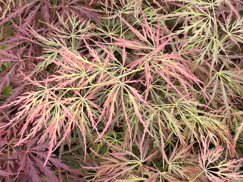 - FOR PICK UP ONLY | Acer palmatum 'Nancy’s Legacy’ Toyama Japanese Maple | DOES NOT SHIP - Mr Maple │ Buy Japanese Maple Trees