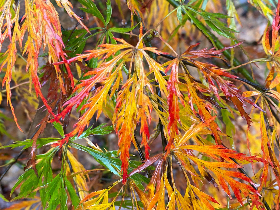 - FOR PICK UP ONLY | Acer palmatum 'Nancy’s Legacy’ Toyama Japanese Maple | DOES NOT SHIP - Mr Maple │ Buy Japanese Maple Trees