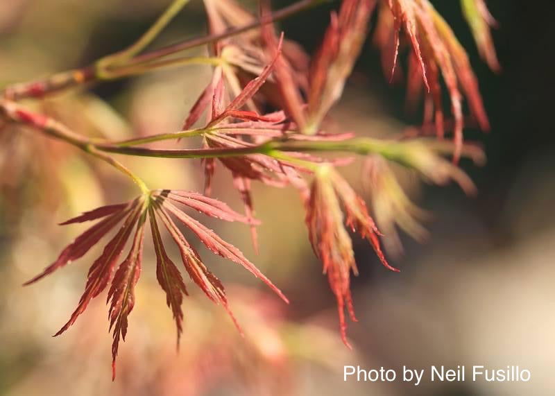 - FOR PICK UP ONLY | Acer palmatum 'Nancy’s Legacy’ Toyama Japanese Maple | DOES NOT SHIP - Mr Maple │ Buy Japanese Maple Trees