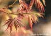 - FOR PICK UP ONLY | Acer palmatum 'Nancy’s Legacy’ Toyama Japanese Maple | DOES NOT SHIP - Mr Maple │ Buy Japanese Maple Trees