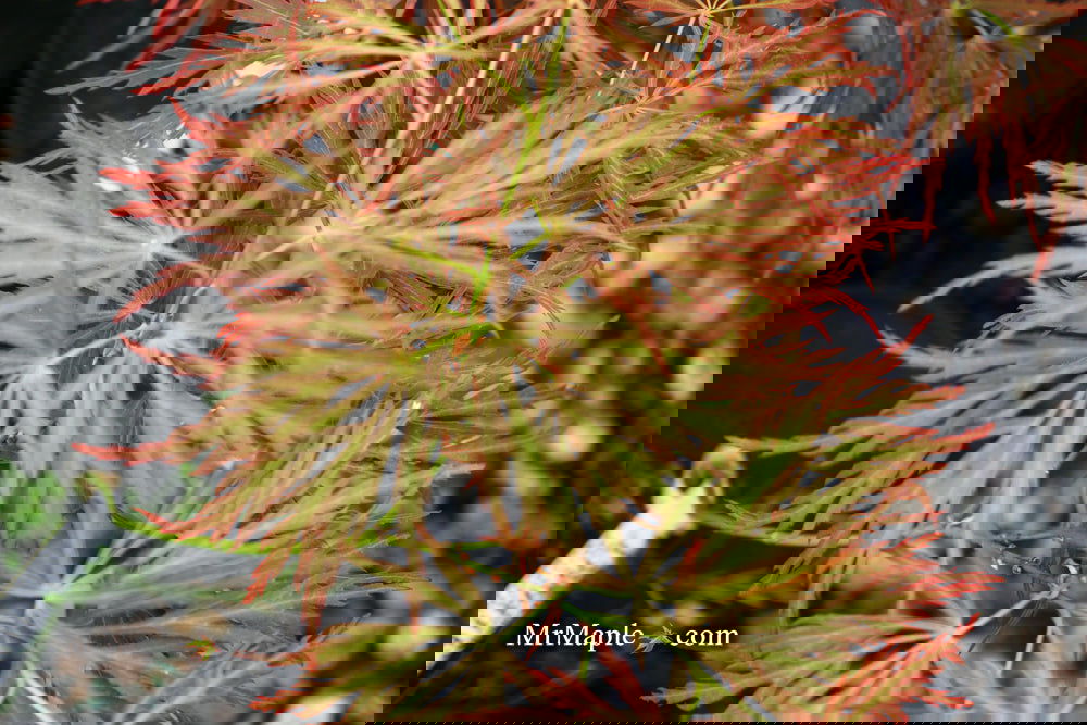 Buy Acer palmatum 'Nancy's Legacy' Toyama Japanese Maple — Mr