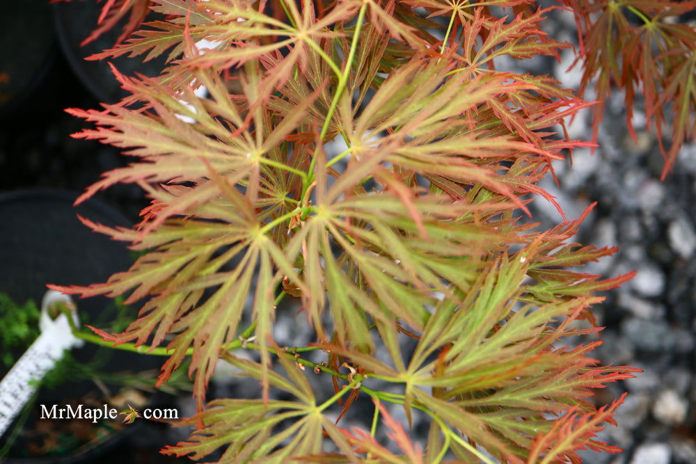 - FOR PICK UP ONLY | Acer palmatum 'Nancy’s Legacy’ Toyama Japanese Maple | DOES NOT SHIP - Mr Maple │ Buy Japanese Maple Trees