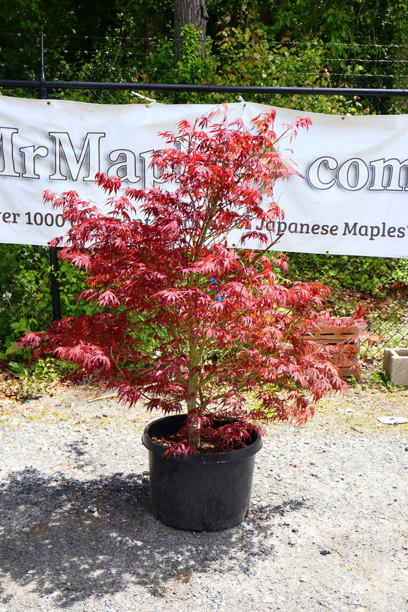 - FOR PICK UP ONLY | Acer palmatum 'Red Bird' Japanese Maple Tree | DOES NOT SHIP - Mr Maple │ Buy Japanese Maple Trees