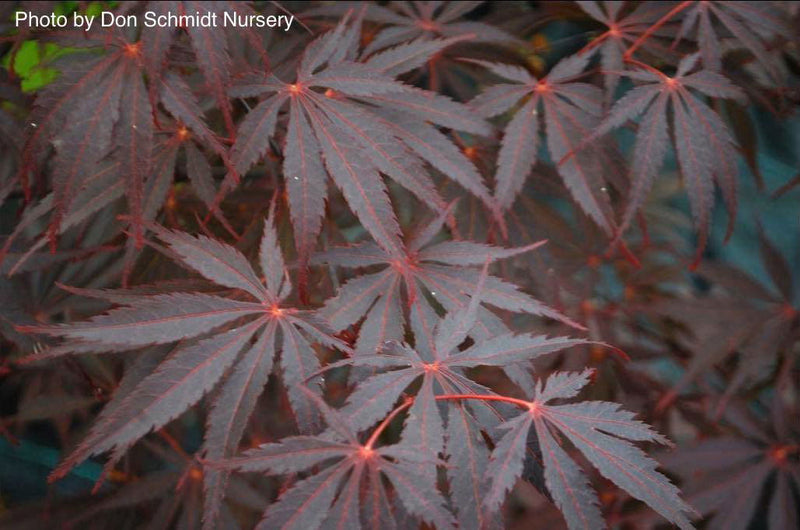 - FOR PICK UP ONLY | Acer palmatum 'Red Bird' Japanese Maple Tree | DOES NOT SHIP - Mr Maple │ Buy Japanese Maple Trees