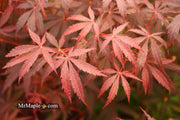 - FOR PICK UP ONLY | Acer palmatum 'Red Bird' Japanese Maple Tree | DOES NOT SHIP - Mr Maple │ Buy Japanese Maple Trees