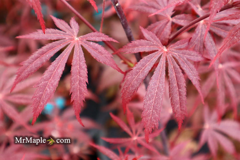 - FOR PICK UP ONLY | Acer palmatum 'Red Bird' Japanese Maple Tree | DOES NOT SHIP - Mr Maple │ Buy Japanese Maple Trees