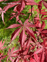 - FOR PICK UP ONLY | Acer palmatum 'Red Bird' Japanese Maple Tree | DOES NOT SHIP - Mr Maple │ Buy Japanese Maple Trees