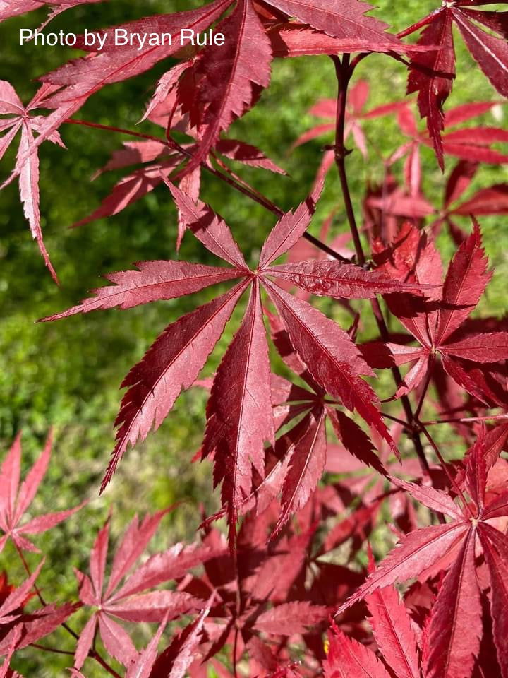- FOR PICK UP ONLY | Acer palmatum 'Red Bird' Japanese Maple Tree | DOES NOT SHIP - Mr Maple │ Buy Japanese Maple Trees