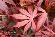 - FOR PICK UP ONLY | Acer palmatum 'Red Bird' Japanese Maple Tree | DOES NOT SHIP - Mr Maple │ Buy Japanese Maple Trees